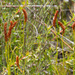Schizaea fistulosa - Photo (c) Tindo2, μερικά δικαιώματα διατηρούνται (CC BY-NC-SA)