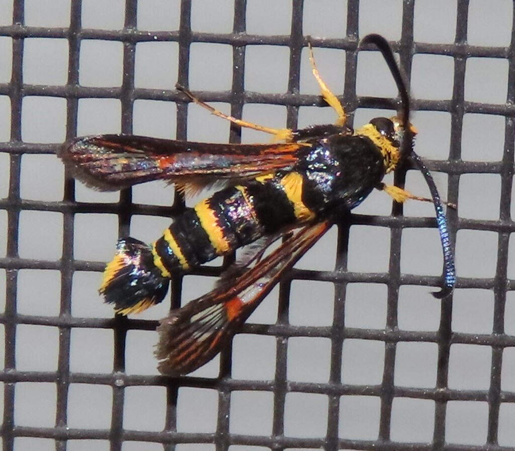 Oak Gall Borer Moth