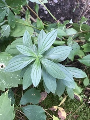 Lithospermum officinale