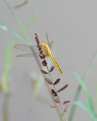 Crocothemis servilia