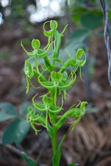 Habenaria jaliscana