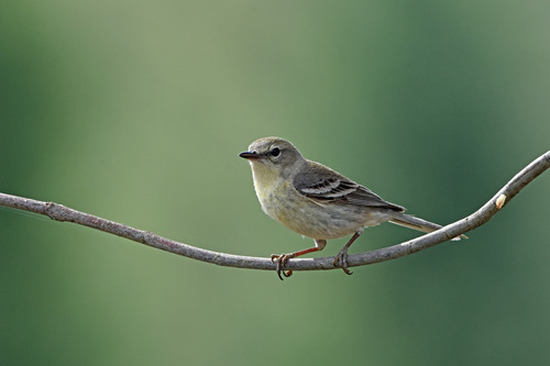 Pine Warbler, photo 8 of 10