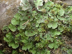 Peltigeraceae