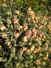 Hermannia ternifolia