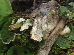 Peltigeraceae