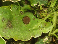 Peltigeraceae