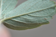 Fragaria cascadensis