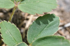Fragaria cascadensis