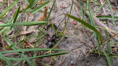 Granulated Ground Beetle, 6562 KR Groesbeek, Nederland, photo 9 of 10