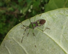 Prismatocerus prominulus