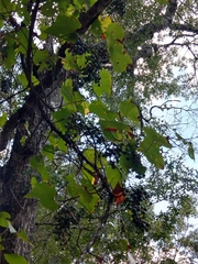 Vitis berlandieri