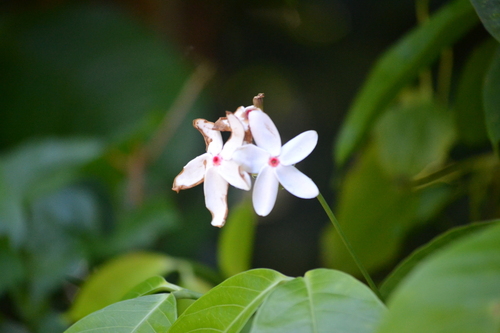 Kopsia singapurensis, photograph 2