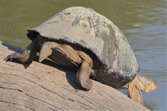 Pelusios rhodesianus