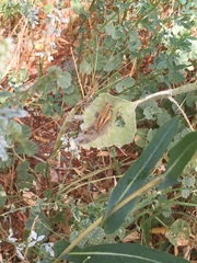 Melanoplus marginatus