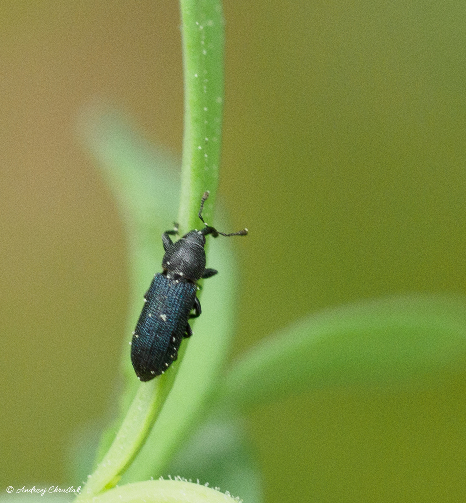 Stem-boring weevil