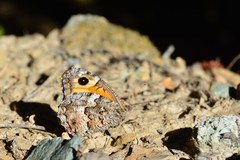 Hipparchia aristaeus