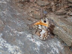 Hipparchia aristaeus