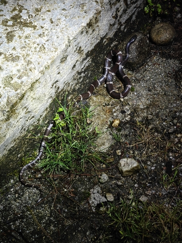 Northern Large-toothed Snake