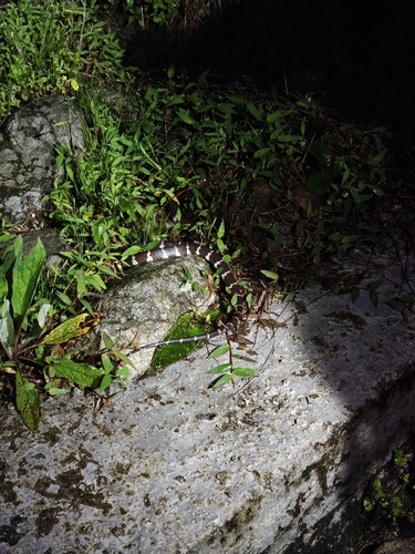 Northern Large-toothed Snake