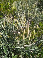 Indigofera sp-aff-platypoda