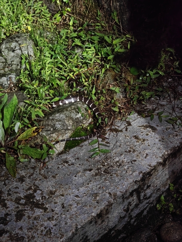 Northern Large-toothed Snake