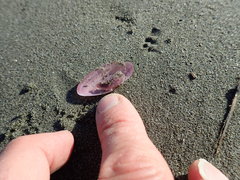 Gari lineolata