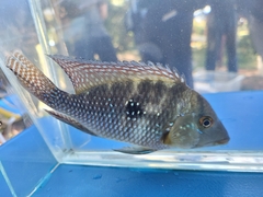 Iporanga Cichlid photo 3