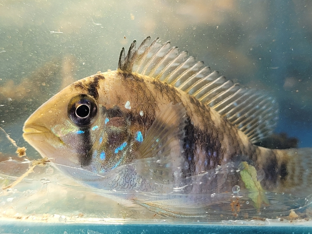 Iporanga Cichlid