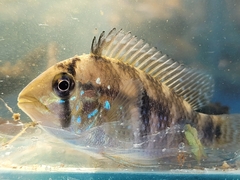 Iporanga Cichlid photo 1