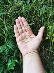 Lolium giganteum