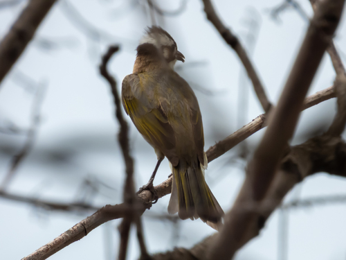 Light-vented Bulbul