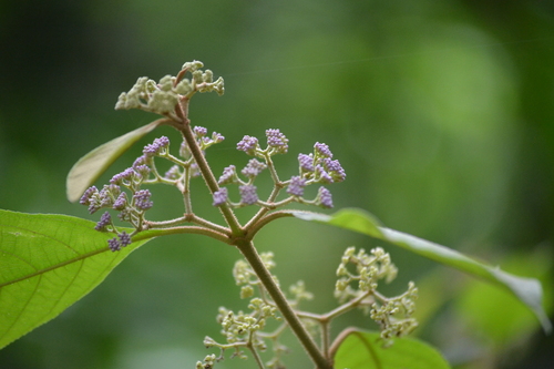 White-berried Malayan Lilac (Callicarpa longifolia)