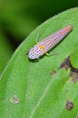 Graphocephala aurora