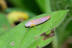 Graphocephala aurora