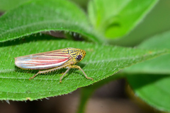 Apogonalia fraterna