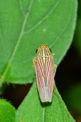 Apogonalia fraterna