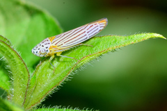 Graphocephala aurora