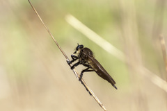 Promachus painteri
