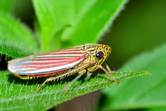 Apogonalia fraterna