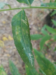Stigmella longisacca