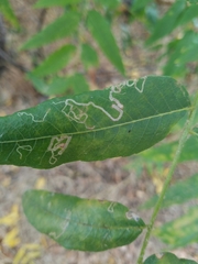 Stigmella longisacca