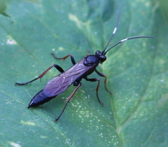 Stenichneumon culpator