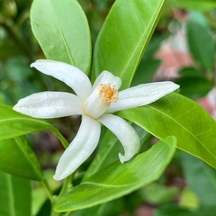 Citrus × microcarpa