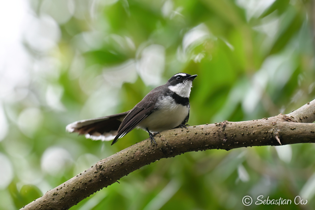 Philippine Pied-Fantail (Rhipidura nigritorquis) photo