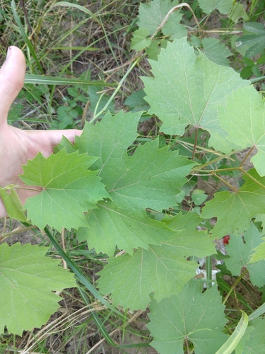Image of Vitis acerifolia by no rights reserved