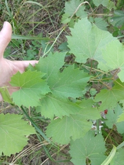Vitis acerifolia