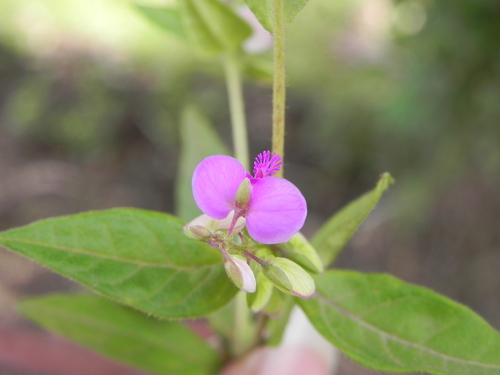 Knotweed Leaved Milkwort (Polygala persicariifolia)