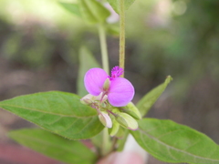 Polygala persicariifolia