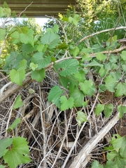 Vitis acerifolia