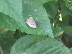 Tmolus echion echiolus